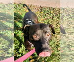 Small #2 American Staffordshire Terrier-Labrador Retriever Mix