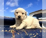 Puppy 6 Golden Retriever