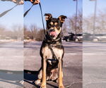 Small #2 American Staffordshire Terrier Mix