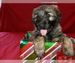 Small Photo #1 Catalan Sheepdog Puppy For Sale in SMALLWOOD, NY, USA