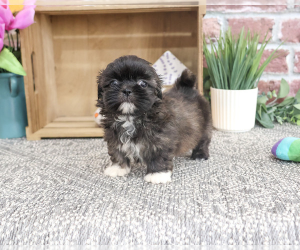 Medium Photo #4 Shih Tzu Puppy For Sale in SYRACUSE, IN, USA