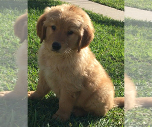 Medium Golden Retriever