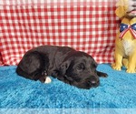 Small Photo #80 Golden Mountain Dog Puppy For Sale in BLACK FOREST, CO, USA