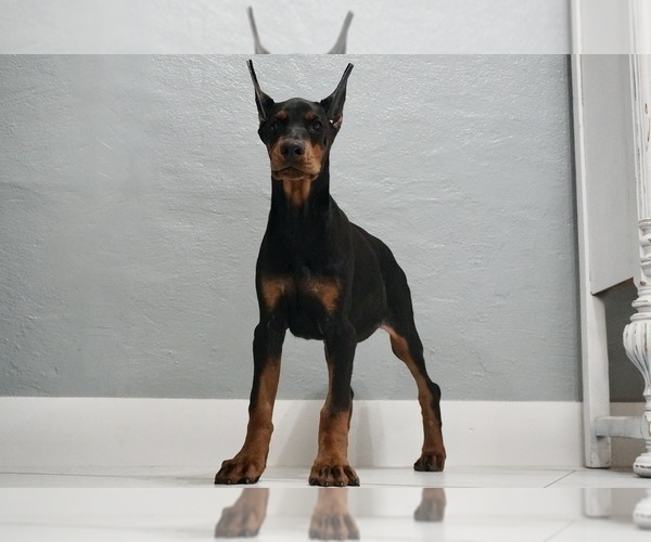Medium Photo #18 Doberman Pinscher Puppy For Sale in WARSAW, IN, USA