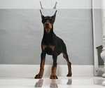 Small #17 Doberman Pinscher