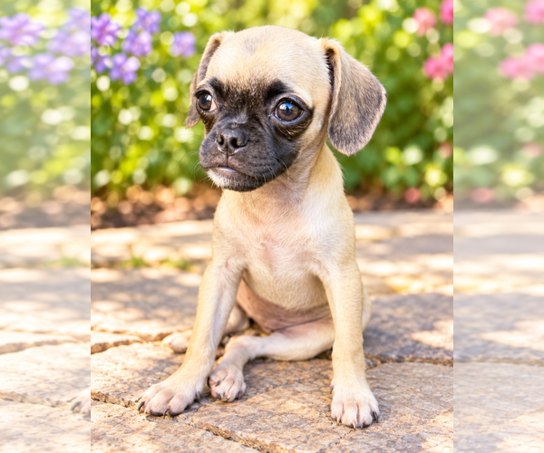 Medium Photo #1 Puggle Puppy For Sale in Lake Elsinore, CA, USA