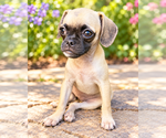 Pancakes - Female Puggle Dog for Adoption - Small photo