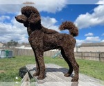 Small Photo #1 Aussiedoodle Puppy For Sale in NORTH EAST, MD, USA