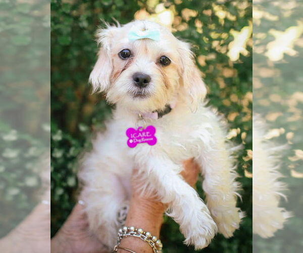 Medium Photo #2 Shih Tzu Puppy For Sale in Corona, CA, USA