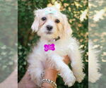Small #1 Shih Tzu