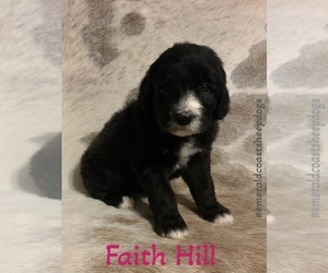 Sheepadoodle Puppy for sale in CENTURY, FL, USA