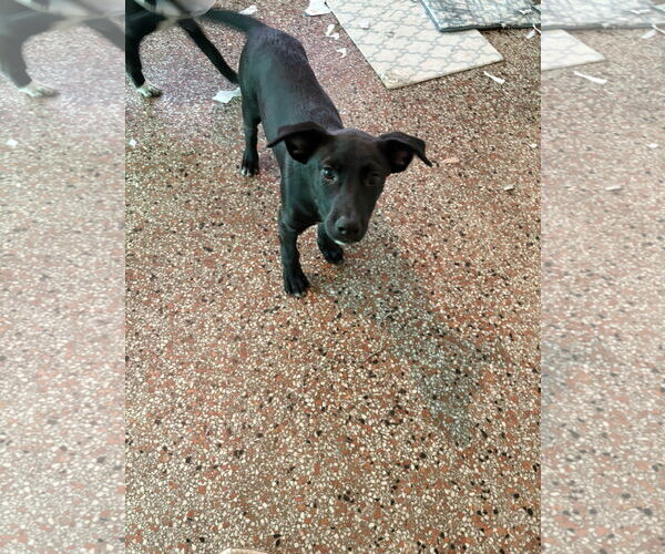 Medium Photo #3 Siberian Husky-Unknown Mix Puppy For Sale in Sanford, FL, USA