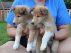 Small Photo #1 Collie Puppy For Sale in ROANOKE, VA, USA
