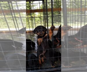 Rottweiler Puppy for sale in RIEGELWOOD, NC, USA