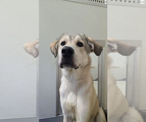 Anatolian Shepherd Dogs for adoption in Glen Allen, VA, USA
