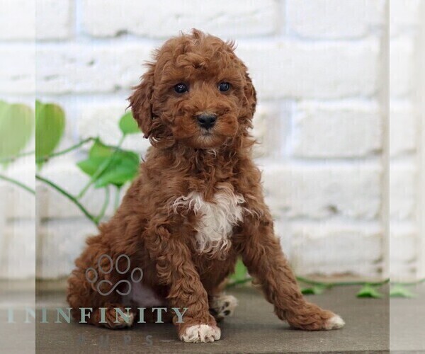 Medium Photo #1 Goldendoodle (Miniature) Puppy For Sale in NARVON, PA, USA