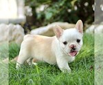Image preview for Ad Listing. Nickname: Beau
