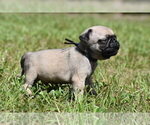 Small #1 Pug