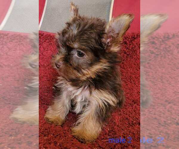 Medium Photo #6 Yorkshire Terrier Puppy For Sale in CONKLIN, NY, USA