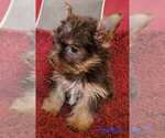 Small #5 Yorkshire Terrier