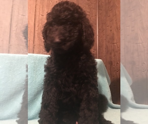 Medium Photo #3 Poodle (Standard) Puppy For Sale in WEST UNITY, OH, USA
