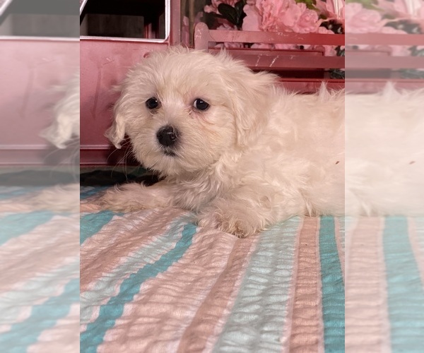 Medium Photo #2 Havaton Puppy For Sale in CANOGA, NY, USA