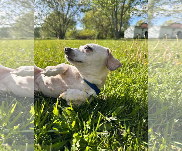 Medium Photo #3 Chihuahua-Unknown Mix Puppy For Sale in Germantown, OH, USA