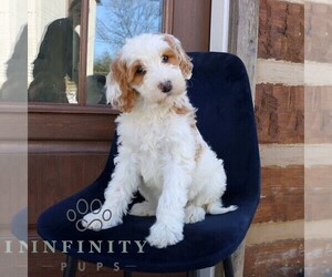 Goldendoodle Puppy for sale in NARVON, PA, USA