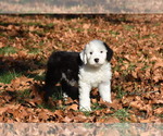 Small Photo #1 Old English Sheepdog Puppy For Sale in MARIONVILLE, MO, USA