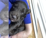 Small Photo #13 Labradoodle Puppy For Sale in MIFFLINBURG, PA, USA