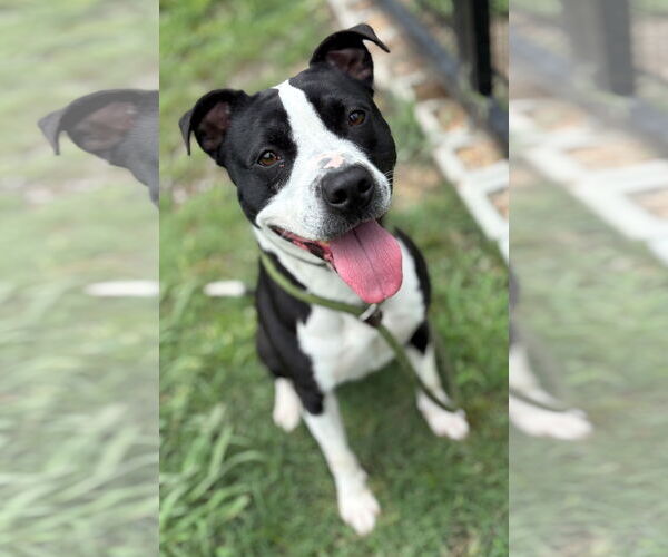 Medium Photo #1 American Pit Bull Terrier-Unknown Mix Puppy For Sale in Virginia Beach, VA, USA