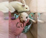 Small Photo #15 Dalmatian Puppy For Sale in GLENDALE, AZ, USA