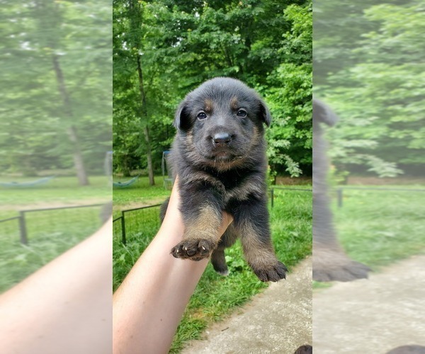 Medium Photo #2 German Shepherd Dog Puppy For Sale in LAUREL, IN, USA