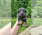 Small Photo #2 German Shepherd Dog Puppy For Sale in LAUREL, IN, USA