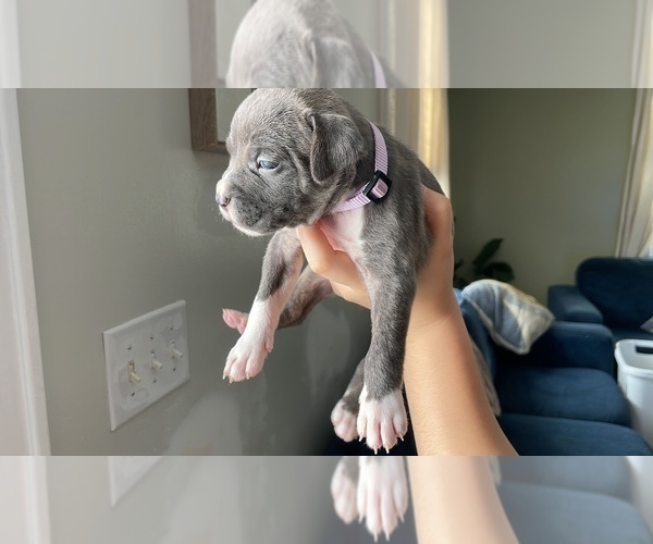 Medium Photo #33 American Bully Puppy For Sale in NAUGATUCK, CT, USA
