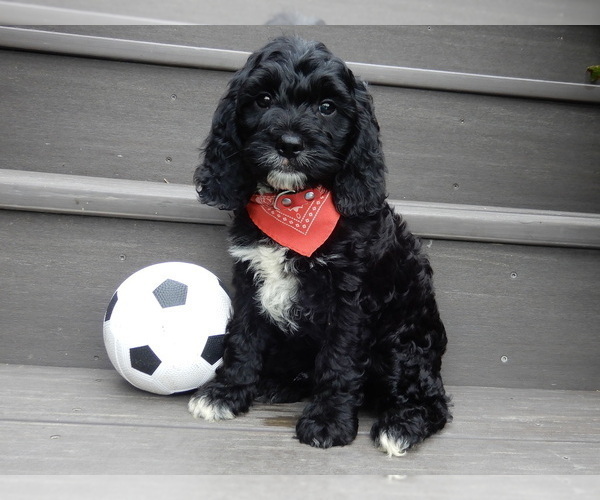 Medium Photo #4 Cockapoo Puppy For Sale in MILLERSBURG, OH, USA