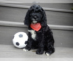 Small Photo #4 Cockapoo Puppy For Sale in MILLERSBURG, OH, USA