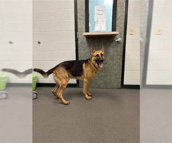 Medium Photo #1 German Shepherd Dog Puppy For Sale in Corpus Christi, TX, USA