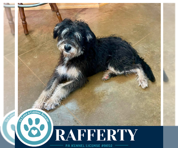 Medium Photo #2 Mutt Puppy For Sale in Kimberton, PA, USA
