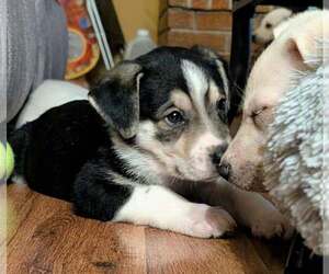 Siberian Husky-Unknown Mix Dogs for adoption in Plainfield, IL, USA