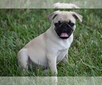 Small Photo #4 Pug Puppy For Sale in HARTLY, DE, USA