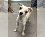 Small Chihuahua Mix