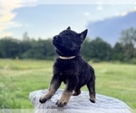 Small Photo #38 German Shepherd Dog Puppy For Sale in SUMPTER TWP, MI, USA