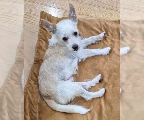 Medium Photo #2 Mutt Puppy For Sale in Corona, CA, USA