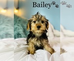 Small Photo #6 Yorkshire Terrier Puppy For Sale in COOKEVILLE, TN, USA