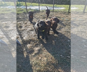 Flat Coated Retriever Puppy for sale in Petit-Rederching, Grand Est, France