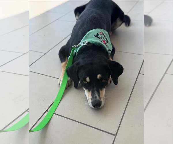 Medium Photo #2 Labrador Retriever-Unknown Mix Puppy For Sale in Dublin, OH, USA