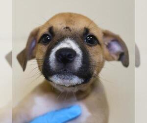 American Staffordshire Terrier-Unknown Mix Dogs for adoption in San Antonio, TX, USA