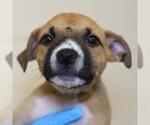 Small American Staffordshire Terrier Mix