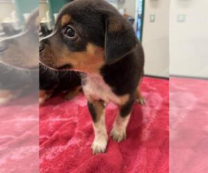 Australian Cattle Dog-Chihuahua Mix Dogs for adoption in Globe, AZ, USA